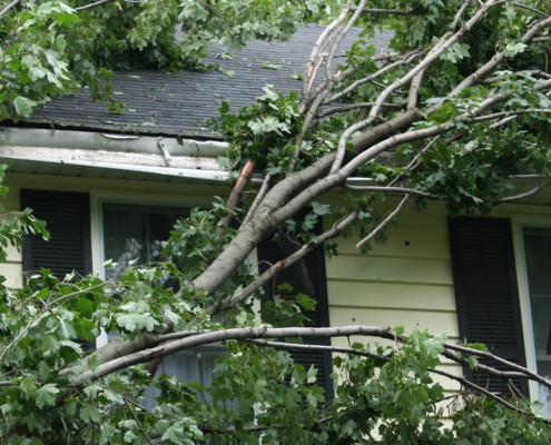 Image of a fallen tree on a home